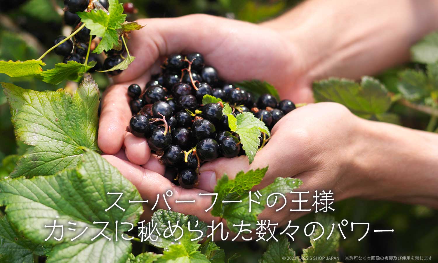 カシスの実